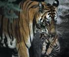 Tigre μεταφέρουν το μωρό της